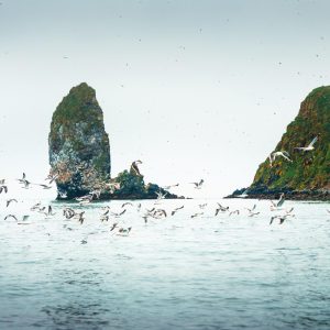 海鸥飞翔的水斯塔里奇科夫岛太平洋海洋堪察加俄罗斯鸟筑巢岩石夏季海景