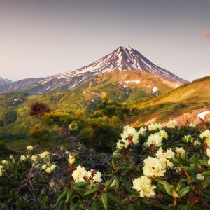 维柳钦斯基火山开花黄色杜鹃花日落堪察加半岛俄罗斯美丽夏季风景