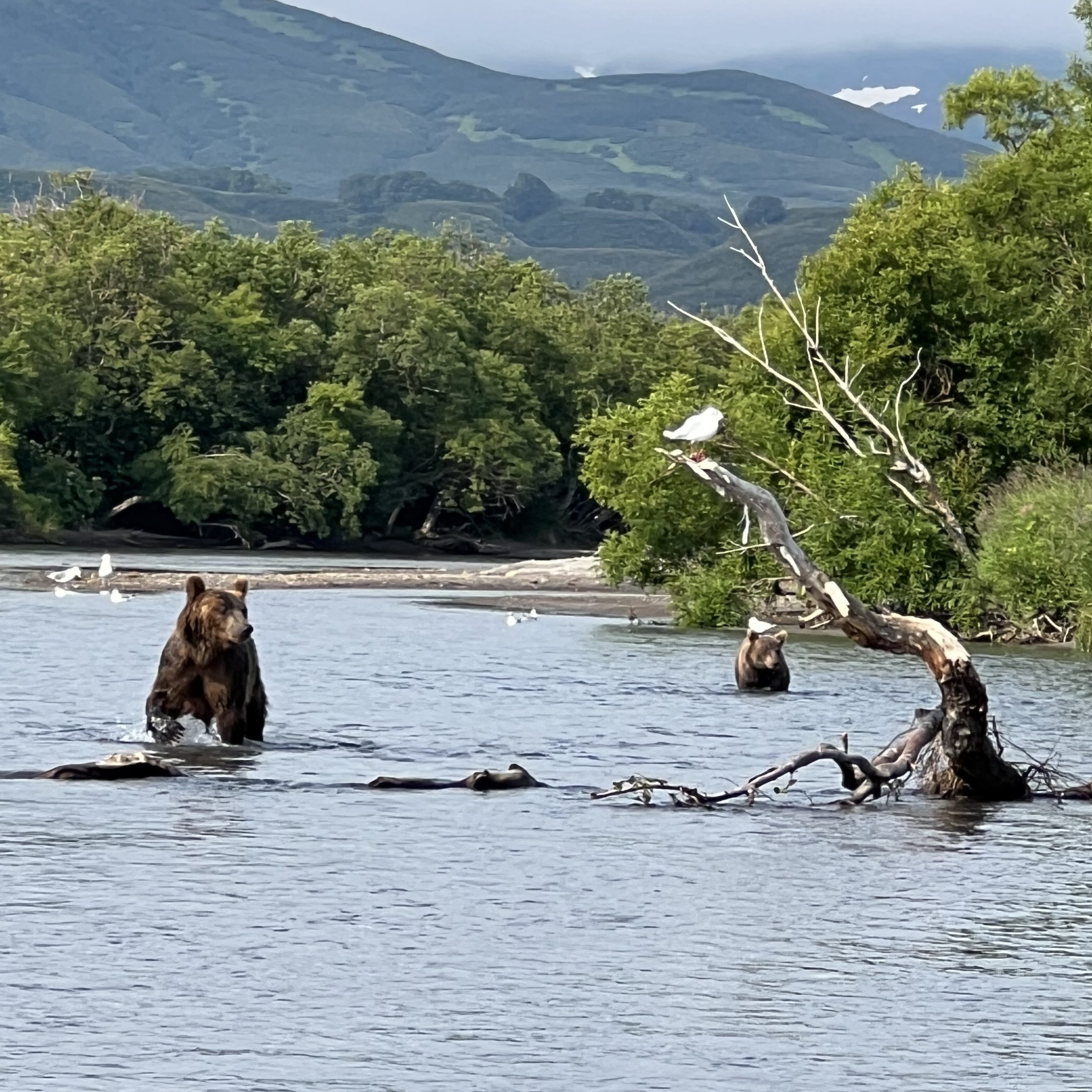 How to behave when meeting a bear