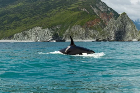 Where are whales and killer whales in Kamchatka?