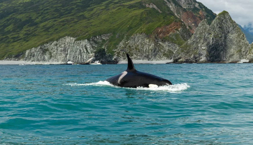 Where are whales and killer whales in Kamchatka?