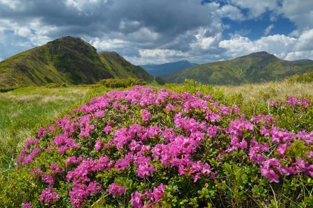 Elkweed flowering in Altai
