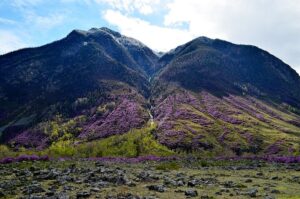 Цветущий маральник на склонах Алтая весной